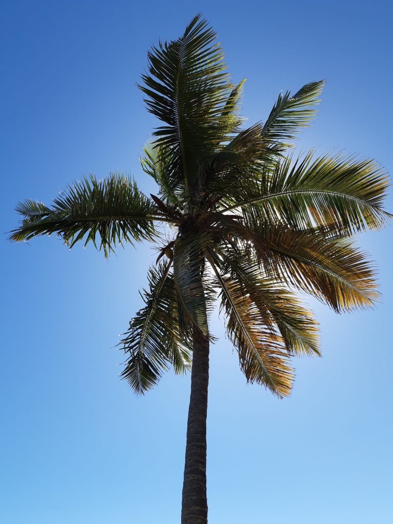 Cocotier cachant le soleil sur ciel bleu en Guadeloupe